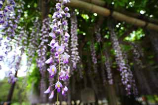 Foto, materieel, vrij, landschap, schilderstuk, bevoorraden foto,Ht wisteria traliewerk van Byodo-in De tempel, Purper, , Jap wistaria, 