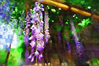 illust, , , , , ,  ,  , .,wisteria trellis Byodo- , , ,  wistaria, 