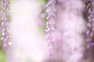 fotografia, materiale, libero il panorama, dipinga, fotografia di scorta,Il graticcio di wisteria di Byodo-in Tempio, Imporpori, , Glicine giapponese, 