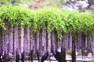 Foto, materiell, befreit, Landschaft, Bild, hat Foto auf Lager,Das Wisteriegitter von Byodo-in Tempel, Purpurrot, , Japanischer Wisterie, 