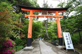 Foto, materieel, vrij, landschap, schilderstuk, bevoorraden foto,Het is een Shinto heiligdom torii in Uji, Torii, Shinto, Shinto heiligdom, Een benadering van een heiligdom