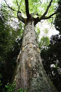 fotografia, materiale, libero il panorama, dipinga, fotografia di scorta, un sacrario scintoista albero sacro in Uji, albero, Festone di paglia scintoista, tappezzi appendice, Scintoismo