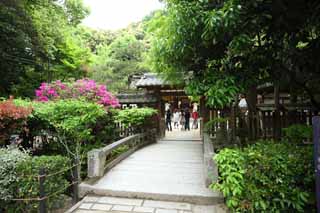 fotografia, materiale, libero il panorama, dipinga, fotografia di scorta, un ponte di pietra di sacrario scintoista in Uji, Un approccio ad un sacrario, Un'azalea, ponte di pietra, Scintoismo