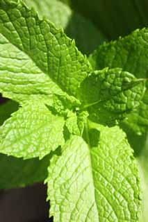 photo,material,free,landscape,picture,stock photo,Creative Commons,The bud of the mint, Herb, leaf, Spice, Sweets