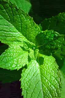 illustration,material,free,landscape,picture,painting,color pencil,crayon,drawing,The bud of the mint, Herb, leaf, Spice, Sweets