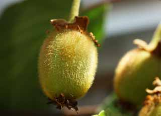 photo, la matire, libre, amnage, dcrivez, photo de la rserve,Le jeune fruit de l'apteryx, Fruit, , cheveux duveteux, arbre fruitier