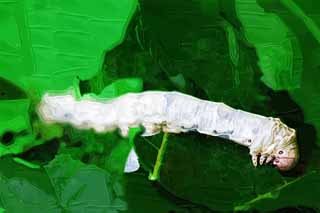 illust, materiale, libero panorama, ritratto dipinto, matita di colore disegna a pastello, disegnando,La larva del baco da seta, Seta, Baco da seta, tessile, bruco verde