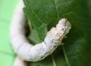 fotografia, materiale, libero il panorama, dipinga, fotografia di scorta,La larva del baco da seta, Seta, Baco da seta, tessile, bruco verde