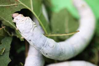 Foto, materieel, vrij, landschap, schilderstuk, bevoorraden foto,De larve van ht silkworm, Zijden, Silkworm, Textiel, Groene rups