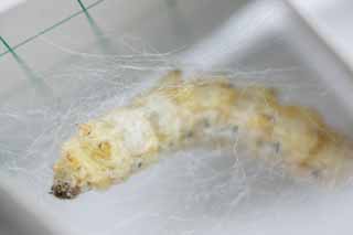 photo,material,free,landscape,picture,stock photo,Creative Commons,The larva of the silkworm, Silk, Silkworm, textile, green caterpillar