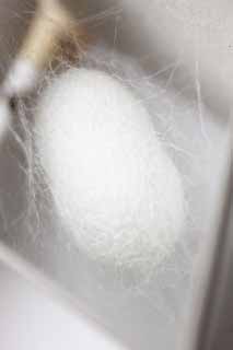 photo,material,free,landscape,picture,stock photo,Creative Commons,The cocoon of the silkworm, Silk, Silkworm, textile, green caterpillar