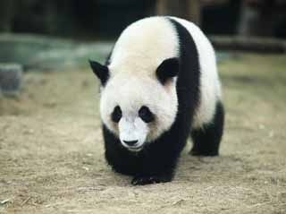 fotografia, material, livra, ajardine, imagine, proveja fotografia,Panda gigantesco, panda, , Eu estou bonito, passeio