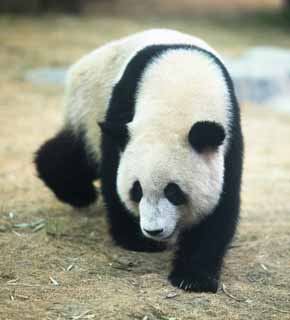 photo,material,free,landscape,picture,stock photo,Creative Commons,Giant panda, panda, , I am pretty, walk