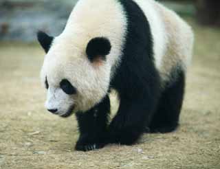 Foto, materiell, befreit, Landschaft, Bild, hat Foto auf Lager,Riesiger Panda, Panda, , Ich bin schn, Spaziergang