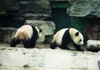 photo, la matire, libre, amnage, dcrivez, photo de la rserve,Panda gant, panda, , Je suis joli, promenade