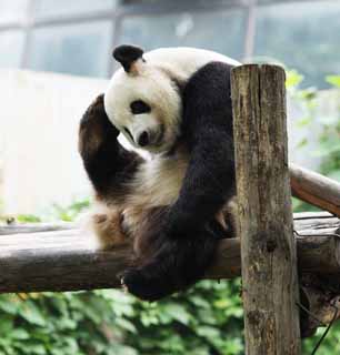 photo,material,free,landscape,picture,stock photo,Creative Commons,Giant panda, panda, , I am pretty, gesture