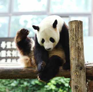 photo,material,free,landscape,picture,stock photo,Creative Commons,Giant panda, panda, , I am pretty, gesture