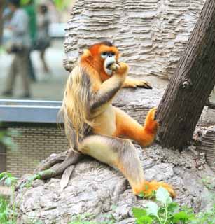 photo, la matire, libre, amnage, dcrivez, photo de la rserve,Singe rebuffade-fouin d'or, singe, Soleil Wu-K'ung, , 