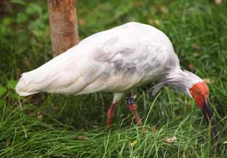 Foto, materiell, befreit, Landschaft, Bild, hat Foto auf Lager,Ein japanischer crested-Ibis, Zeit, Japanischer crested-Ibis, , 