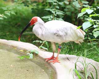 Foto, materieel, vrij, landschap, schilderstuk, bevoorraden foto,Een Japanse crested ibis, Tijd, Japanse crested ibis, , 