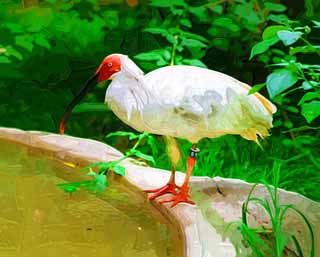 illust,tela,gratis,paisaje,fotografa,idea,pintura,Lpiz de color,dibujo,Un japons alcanz la cumbre de ibis, Tiempo, Ibis coronados japoneses, , 