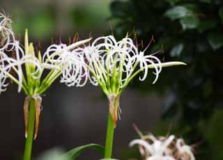 photo, la matire, libre, amnage, dcrivez, photo de la rserve,Un crinum, , crinum, , odeur sucre