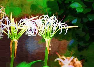 illust, materiell, befreit, Landschaft, Bild, Gemlde, Farbbleistift, Wachsmalstift, Zeichnung,,Ein crinum, , crinum, , lieber Geruch