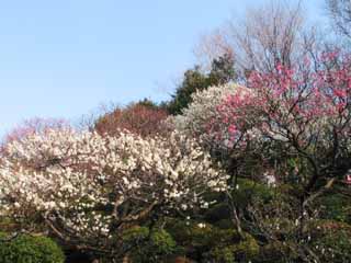 photo, la matire, libre, amnage, dcrivez, photo de la rserve,Jardin de l'arbre de la prune, prune, ciel bleu, , 