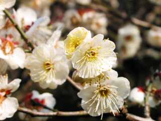 fotografia, materiale, libero il panorama, dipinga, fotografia di scorta,Susina bianca nel pieno fiore, susina, , , 