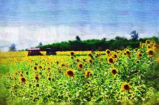 illust, matire, libre, paysage, image, le tableau, crayon de la couleur, colorie, en tirant,Le tournesol de celui ct, tournesol, , , 