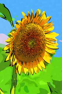 illust, materiell, befreit, Landschaft, Bild, Gemlde, Farbbleistift, Wachsmalstift, Zeichnung,,Eine Sonnenblume, Sonnenblume, , , 