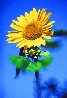 illust, matire, libre, paysage, image, le tableau, crayon de la couleur, colorie, en tirant,Un tournesol, tournesol, , , 