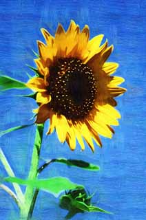 illust, matire, libre, paysage, image, le tableau, crayon de la couleur, colorie, en tirant,Un tournesol, tournesol, , , 