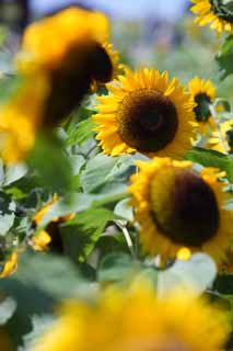 photo, la matire, libre, amnage, dcrivez, photo de la rserve,Un tournesol, tournesol, , , 