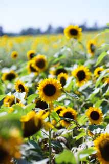 fotografia, materiale, libero il panorama, dipinga, fotografia di scorta,Un girasole, girasole, , , 