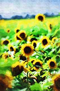 illust, matire, libre, paysage, image, le tableau, crayon de la couleur, colorie, en tirant,Un tournesol, tournesol, , , 