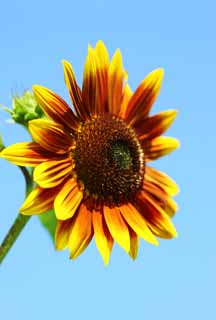 , , , , ,  .,sunflower, sunflower, , , 