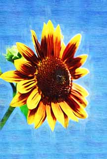 illustration,material,free,landscape,picture,painting,color pencil,crayon,drawing,A sunflower, sunflower, , , 