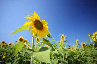 fotografia, materiale, libero il panorama, dipinga, fotografia di scorta,Il girasole del lato del uno, girasole, , , 