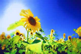 illust, , , , , ,  ,  , .,sunflower , sunflower, , , 