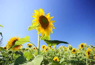 photo, la matire, libre, amnage, dcrivez, photo de la rserve,Le tournesol de celui ct, tournesol, , , 