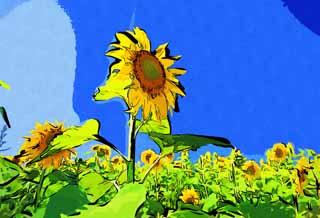 illust, , , , , ,  ,  , .,sunflower , sunflower, , , 