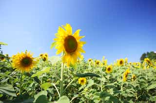 fotografia, materiale, libero il panorama, dipinga, fotografia di scorta,Il girasole del lato del uno, girasole, , , 