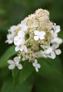 fotografia, materiale, libero il panorama, dipinga, fotografia di scorta,Un fiore bianco, petalo, Natura, Erba selvatica, Il fiore del campo