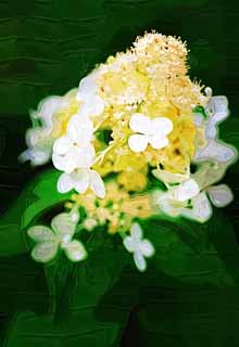 illust, matire, libre, paysage, image, le tableau, crayon de la couleur, colorie, en tirant,Une fleur blanche, ptale, Nature, Herbe sauvage, La fleur du champ