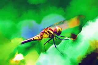 illustration,material,free,landscape,picture,painting,color pencil,crayon,drawing,A dragonfly, dragonfly, , feather, Compound eyes