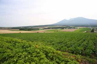 foto,tela,gratis,paisaje,fotografa,idea,Un paisaje rural de Furano, Campo, Monte. Tokachi - dake, El pas, Paisaje rural