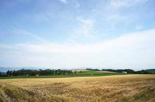 photo, la matire, libre, amnage, dcrivez, photo de la rserve,Un dcor rural de Furano, champ, peuplier, Le pays, dcor rural