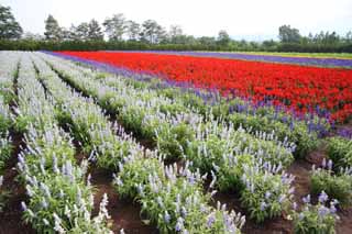 Foto, materieel, vrij, landschap, schilderstuk, bevoorraden foto,Een bloementuin van Furano, Bloementuin, Wijze, Ik ben knap, Hersenschim