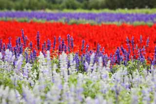 foto,tela,gratis,paisaje,fotografa,idea,Un jardn de flores de Furano, Jardn de flores, Salvia, Soy bonito, Fantasa